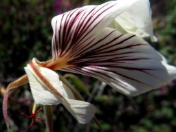 Pelargonium praemorsum subsp. praemorsum flower