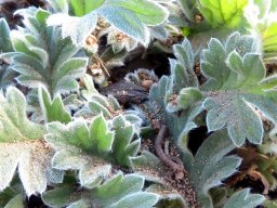 Pelargonium pulchellum leaves