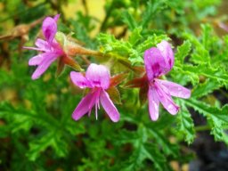 Pelargonium quercifolium