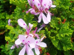 Pelargonium quercifolium leaves and flowers