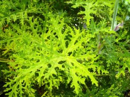 Pelargonium radens leaves