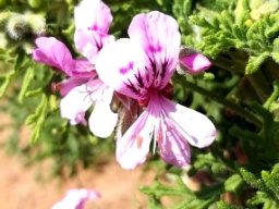 Pelargonium radens flowers