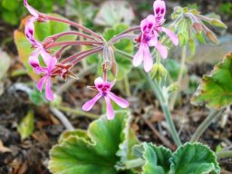 Pelargonium reniforme umbel