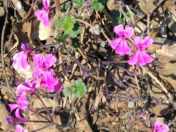 Pelargonium reniforme