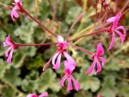 Pelargonium reniforme inflorescence