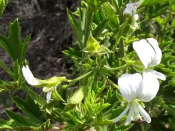 Pelargonium ribifolium flowers