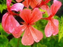 Pelargonium salmoneum