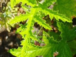 Pelargonium pseudoglutinosum leaves