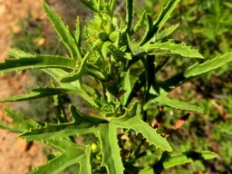Pelargonium scabrum emergent buds and leaves