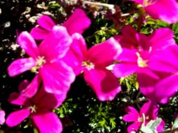 Pelargonium sericifolium flowers