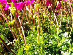 Pelargonium sericifolium