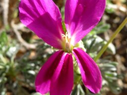 Pelargonium sericifolium flower