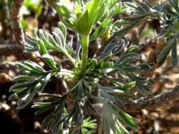 Pelargonium sericifolium leaves