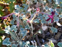 Pelargonium sidoides 