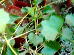 Pelargonium spinosum
