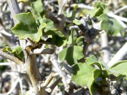 Pelargonium spinosum leaves