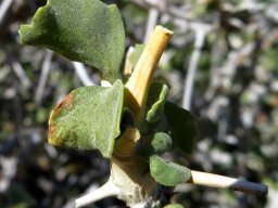 Pelargonium spinosum new spines