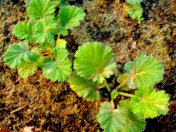 Pelargonium stipulaceum