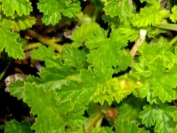 Pelargonium suburbanum subsp. suburbanum leaves