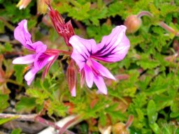 Pelargonium suburbanum subsp. suburbanum
