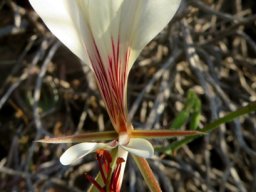 Pelargonium tetragonum flower