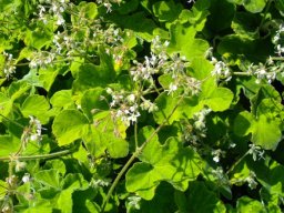 Pelargonium tomentosum