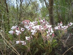 Pelargonium tricolor