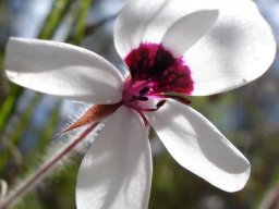 Pelargonium tricolor flower