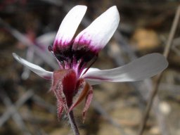 Pelargonium tricolor flower back view