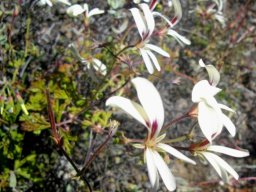 Pelargonium trifidum