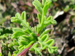 Pelargonium trifidum new leaves