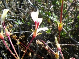 Pelargonium trifidum fruit