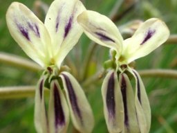 Pelargonium triste flowers