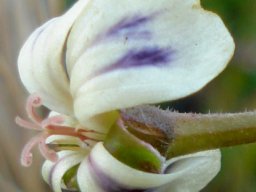 Pelargonium triste stigma branches twisting