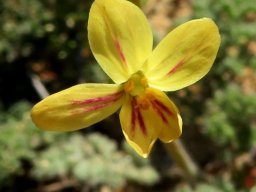 Pelargonium triste yellow line-marked petals