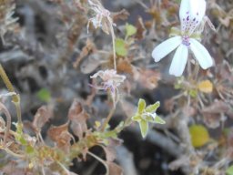 Pelargonium xerophyton
