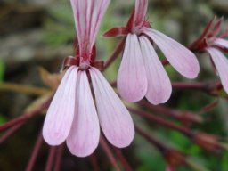 Pelargonium zonale flowers