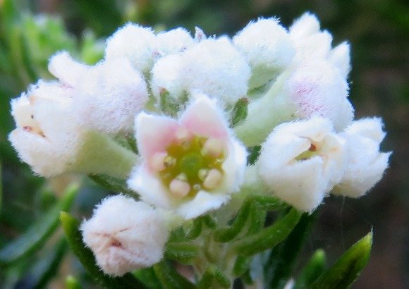 Phylica axillaris slightly pink flower
