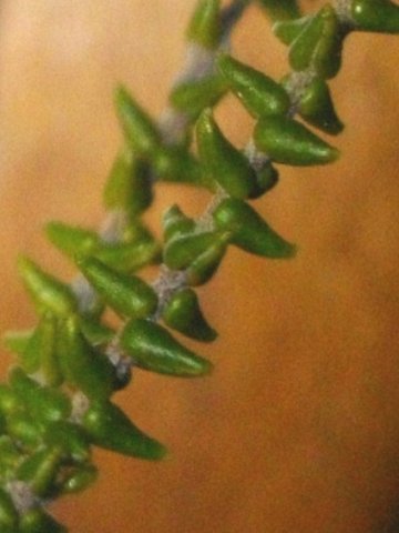 Phylica humilis leaves