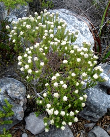 Phylica imberbis var. eriophoros