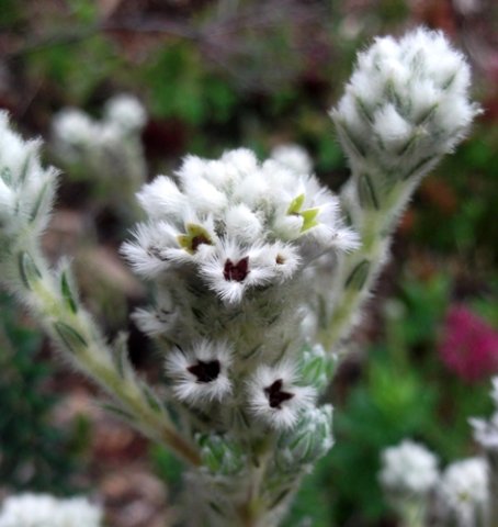Phylica imberbis var. imberbis flowers