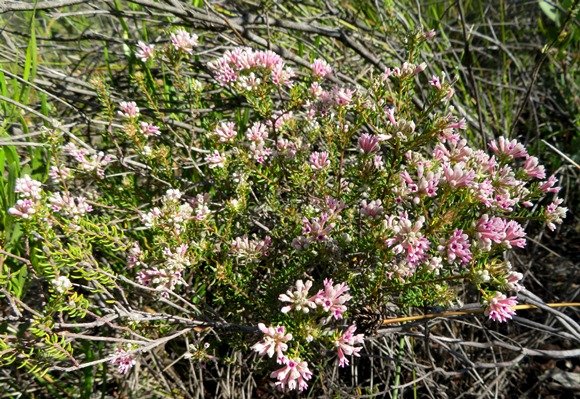 Phylica lachneaeoides