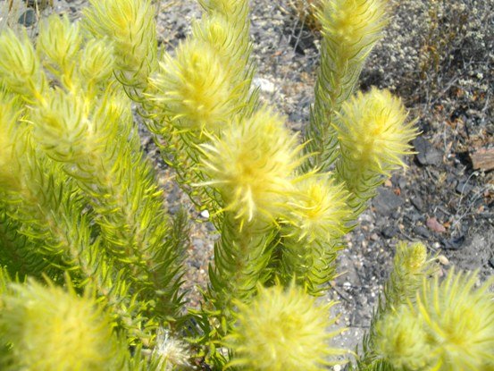 Phylica pubescens soft tips
