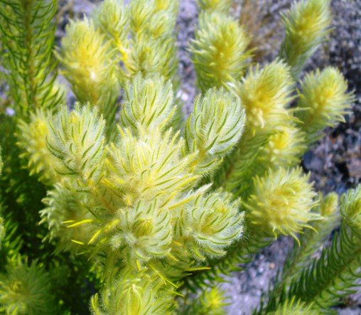 Phylica pubescens leaves