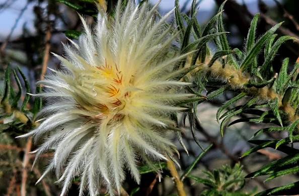 Phylica pubescens flowerhead