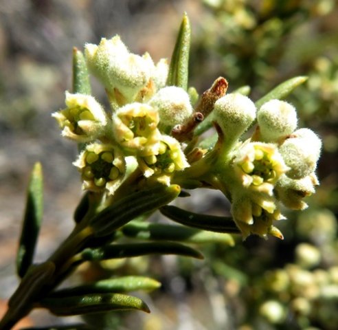 Phylica rigidifolia buds and open flowers