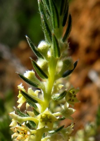 Phylica villosa above the flowers