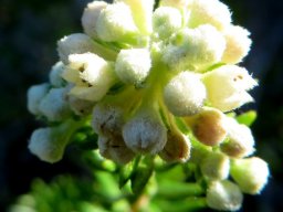 Phylica axillaris dense raceme