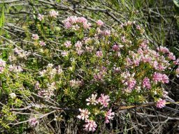 Phylica lachneaeoides