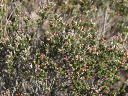 Phylica lanata